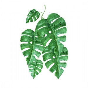 O05a 녹색잎(MJ1488-01)