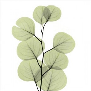 O08a 나뭇잎과줄기(BT0282-02)